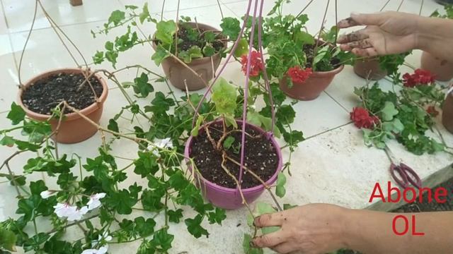 Sakız Sardunya Pelargonium Peltatum Bakım-Üretimi смотреть онлайн