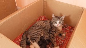 Первые роды кошки. Рождение котят.