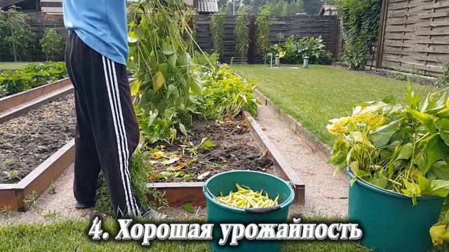 5. Спаржевая Фасоль. Рекомендую