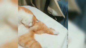 Забавные животные №65