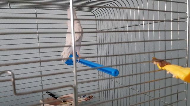Попугайчик поет песню _Антошка_ и признается в любви любимой игрушке