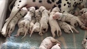Рекордный помет "101 далматинца" в реальной жизни! Куда их всех девать...