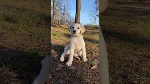 Собака лабрадор, смішні тварини #funnyvideo #labrador #shots_video #животные #лабрадор #puppy