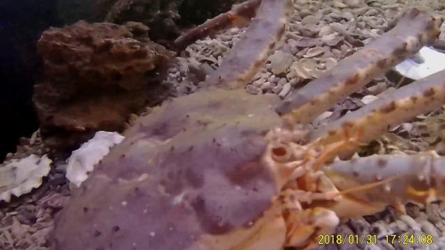 Краб камчатский в аквариуме. смотреть онлайн