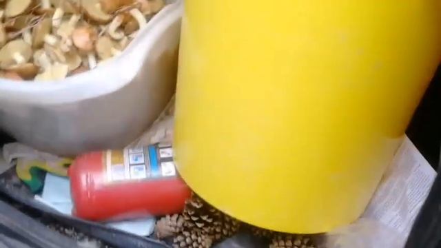 Профилактика мочекислого диатеза, подагры у кур.