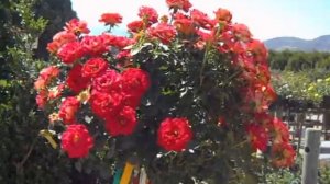 Rose Ketchup n Mustard Tree Rose