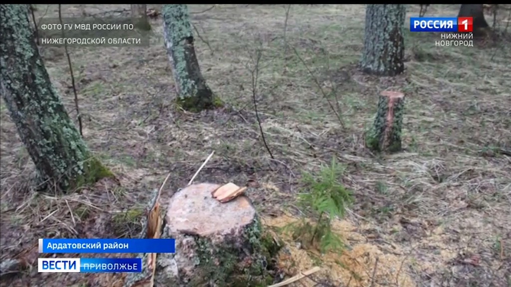 В Нижегородской области расследуются уголовные дела о незаконной вырубке деревьев