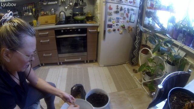 Алоказия и флорариум/Цветочные будни/Пересадка цветов/О грунте, поливе, посадке/1 часть смотреть онлайн