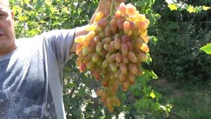 Взвешиваем контрольную гроздь Преображение.