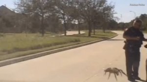 Massive Spider Seemingly Creeps Up on Cop During Traffic Stop