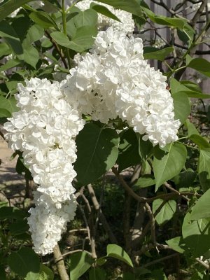 Дмитрий TV. Клип "Сирень". На музыку Сергея Чекалина "Алая сирень".