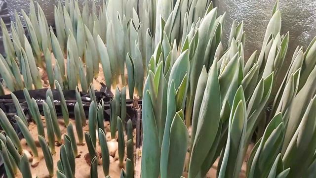 Отимальная температура при выгонке тюльпана к 8 марта. Частота поливов. Притенение. смотреть онлайн