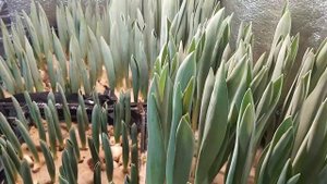 Отимальная температура при выгонке тюльпана к 8 марта. Частота поливов. Притенение.