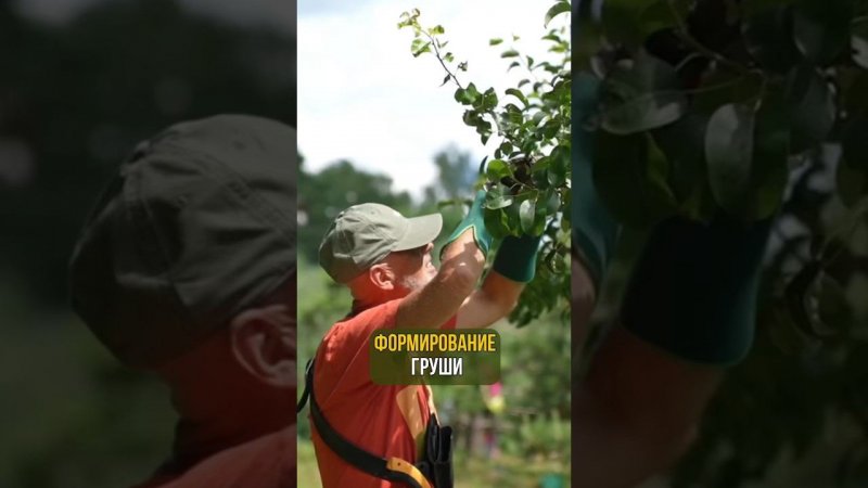Формирование груши
