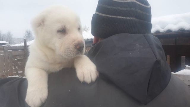 щенка алабая из питомника АЗ Марал 89278137957 ватсап смотреть онлайн