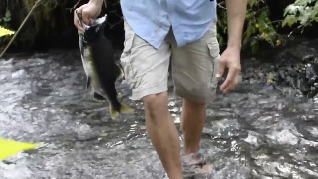 Easily catch Alaskan salmon by bare hands and eat it raw! смотреть онлайн