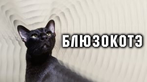 Черный кот поет блюз