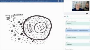 виоргон 3 и 4. лекция разработчика. иммунная система