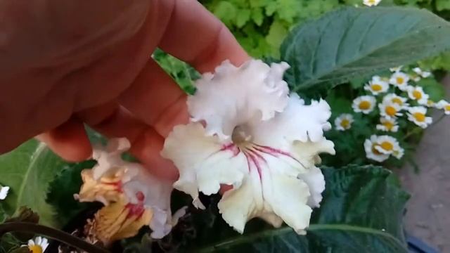 Стрептокарпус Майя (Maja), Джина (Gina), 7252. смотреть онлайн