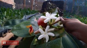 PHALAENOPSIS BELLINA, ANGGREK BULAN ASAL KALIMANTAN