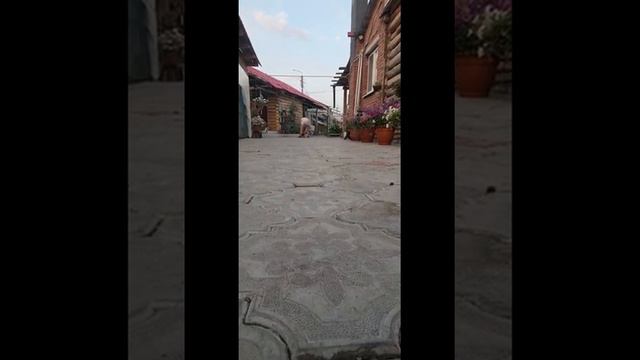 шит.-цу мальчик смотреть онлайн