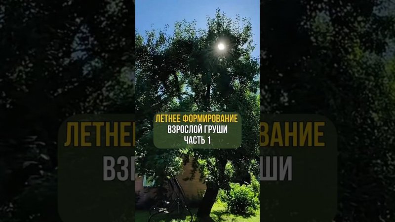 Летнее формирование взрослой груши. Часть 1