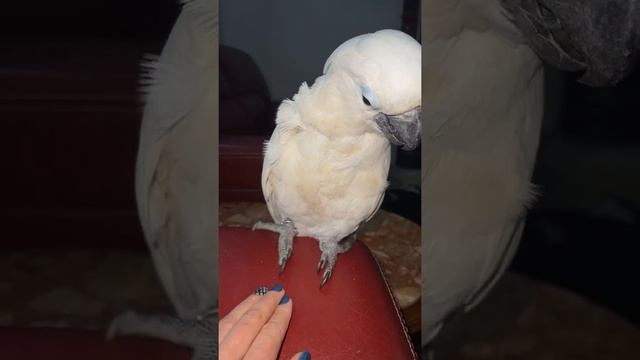 Приколы с попугаем Какаду, funny parrot cockatoo; ?? #shorts