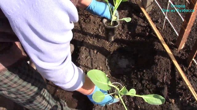 Пересадка капусты в открытый грунт !!! смотреть онлайн