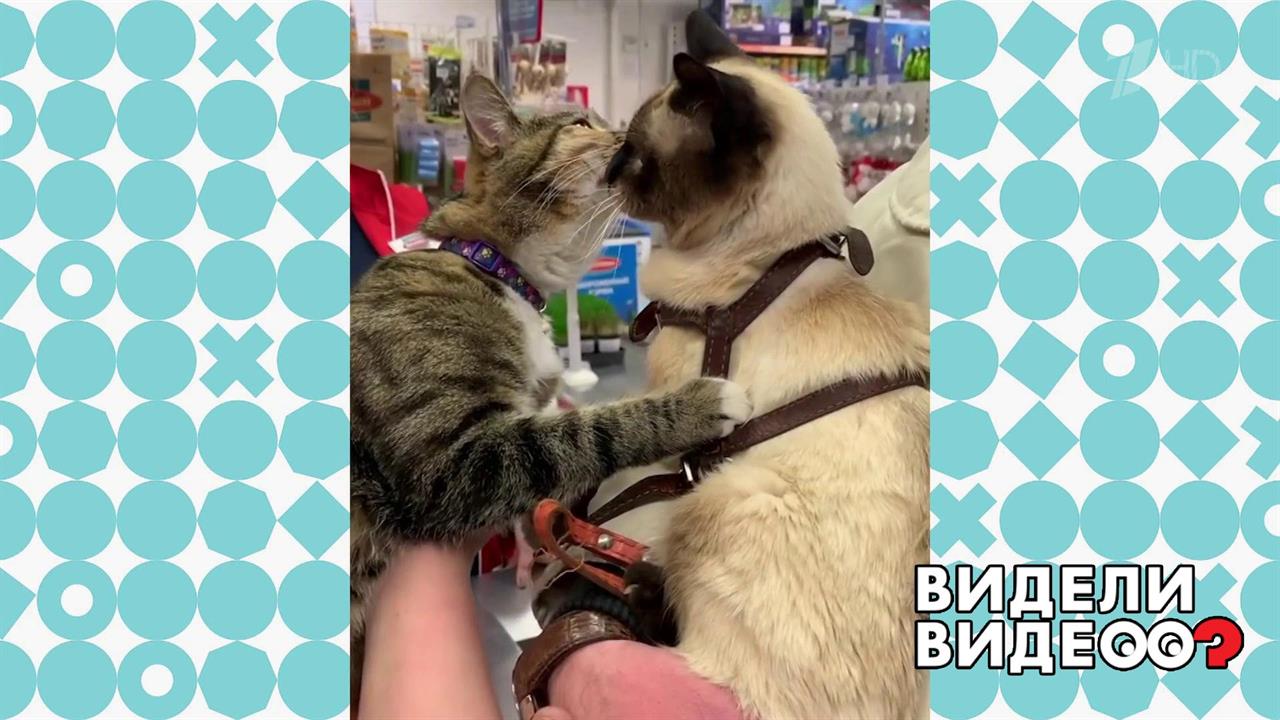 Кошачья история любви. Видели видео? Фрагмент выпуска от 07.01.2020