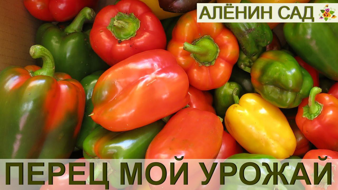 ЛУЧШИЕ сорта перца и мой урожай перца 2016. Выращивание перца. 5
