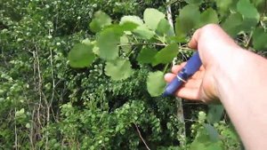 Сбор веток осины