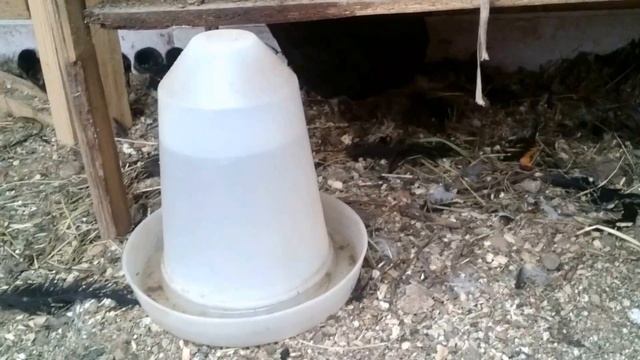 Суматра с цыплятами. смотреть онлайн