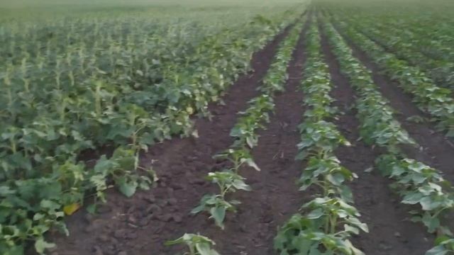 ПОДСОЛНУХ БЕЛЛА (ЧЕРКАСЬКА) БЕЗ ПОЧВЕННОГО ГЕРБИЦИДА!!! смотреть онлайн