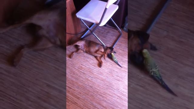 IMG 0732 смотреть онлайн