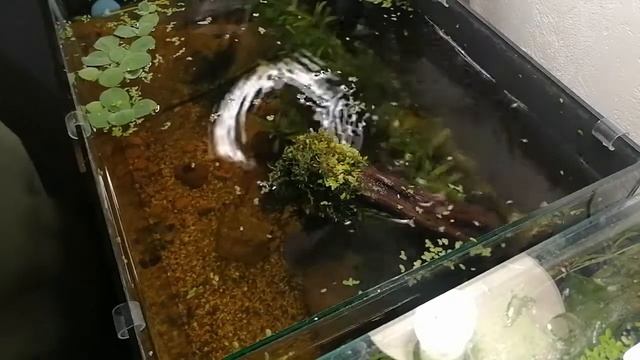 3. Природный аквариум "ручей". Уход. Стрижка растений.