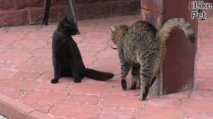 Язык кошачьих жестов: как определить настроение кошки