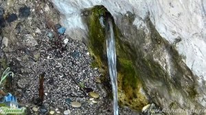 Отдых в Абхазии, "Гребешок" (частный сектор)