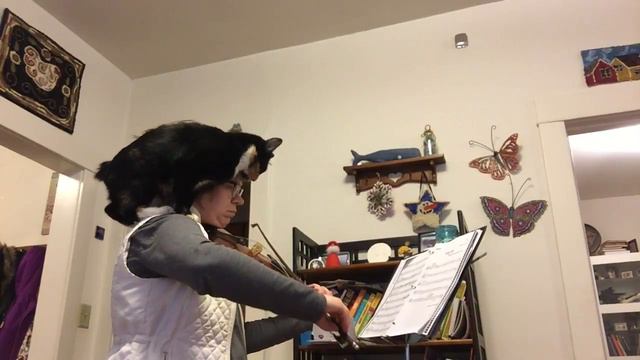Violin cat смотреть онлайн