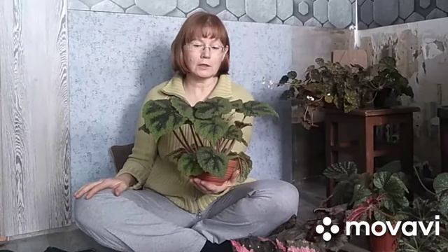 Бегонии. 10 растений с названиями.