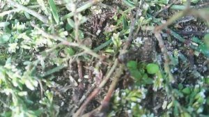 В поисках маток! осенний лёт у муравьев !