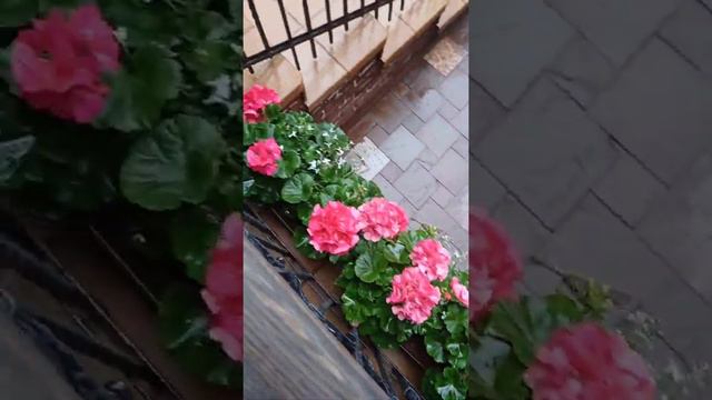 Сортовая #пеларгония #красотка #красотаспасетмир #герань #цветывсаду