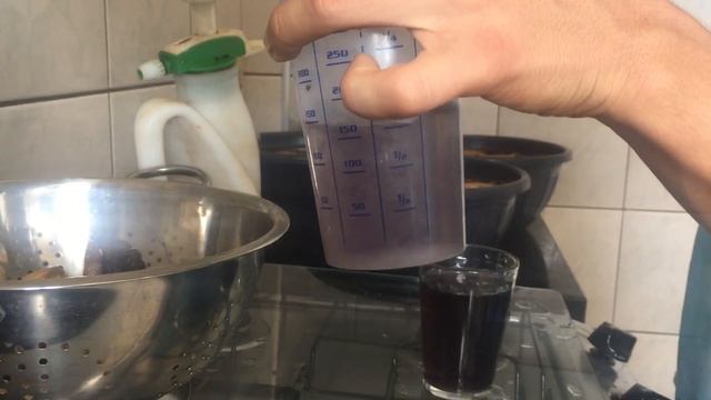 ?? Como colonizar pastos? #Cogumelos #Cubensis смотреть онлайн