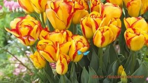 Тюльпан многоцветный Аутбрейк (tulipa tyulpan) ? обзор: как сажать, луковицы тюльпаны Аутбрейк