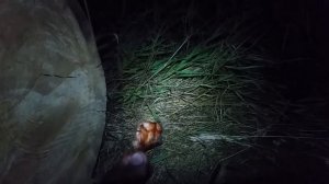 Опасна ли лиса для человека? Whether for a person the fox in danger?