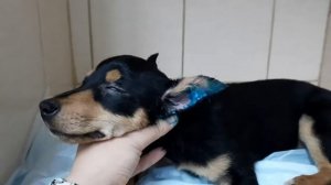 Купирование ушей у собак. Кому, зачем и когда это нужно?