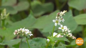 Царица полей? Гречка! Доброе утро. Фрагмент выпуска от 26.06.2020