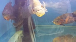 Пираньи Паку