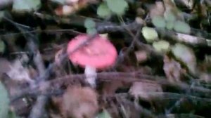 Сыроежка гриб-сбор сыроежек