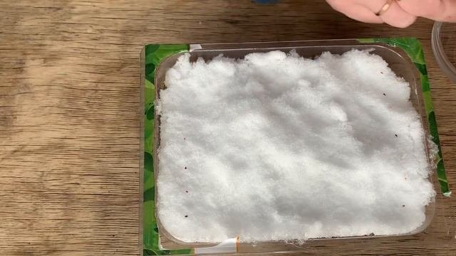 Посев Виолы ампельной