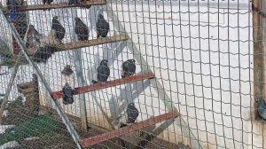 Продажа Кировоградские сиреневые голуби и не только..Тл.. 89281343097.Андрей